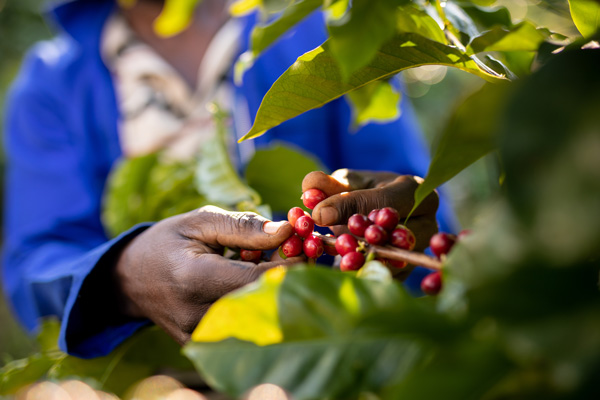 Nespresso_Zimbabwe_RestoranNews.jpg
