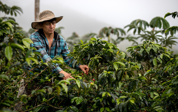 Restoran_News-Nespresso_Peru-Organic.jpg