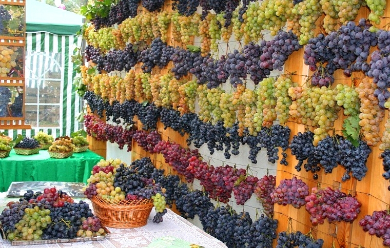 Prazdnik-Vina-Moldova-RestoranNews-05.jpg