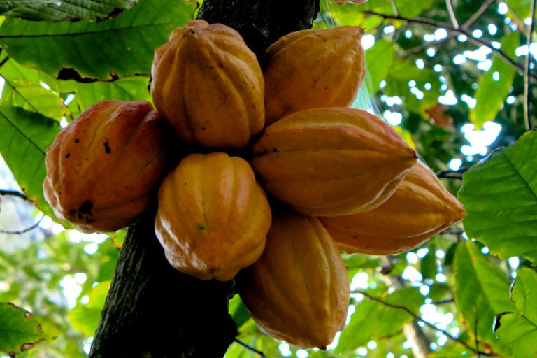 RestoranNews-Cacao-01.jpg